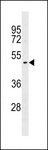 DNASE1L1 Antibody - DNASE1L1 Antibody western blot of A549 cell line lysates (35 ug/lane). The DNASE1L1 antibody detected the DNASE1L1 protein (arrow).