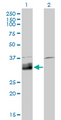 DNASE1L1 Antibody - Western Blot analysis of DNASE1L1 expression in transfected 293T cell line by DNASE1L1 monoclonal antibody (M02), clone 4E8.Lane 1: DNASE1L1 transfected lysate(33.9 KDa).Lane 2: Non-transfected lysate.