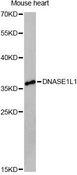 DNASE1L1 Antibody - Western blot analysis of extracts of mouse heart, using DNASE1L1 Antibody at 1:3000 dilution. The secondary antibody used was an HRP Goat Anti-Rabbit IgG (H+L) at 1:10000 dilution. Lysates were loaded 25ug per lane and 3% nonfat dry milk in TBST was used for blocking. An ECL Kit was used for detection and the exposure time was 90s.