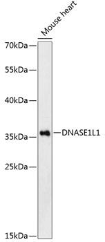 DNASE1L1 Antibody - Western blot analysis of extracts of mouse heart using DNASE1L1 Polyclonal Antibody at dilution of 1:3000.