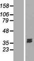 DNASE1L1 Protein - Western validation with an anti-DDK antibody * L: Control HEK293 lysate R: Over-expression lysate