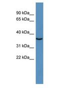 DNASE1L2 Antibody - DNASE1L2 antibody Western Blot of Rat Muscle.  This image was taken for the unconjugated form of this product. Other forms have not been tested.