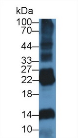 DNASE1L2 Antibody - Western Blot; Sample: Rat Spleen lysate; ;Primary Ab: 1µg/ml Rabbit Anti-Rat DNASE1L2 Antibody;Second Ab: 0.2µg/mL HRP-Linked Caprine Anti-Rabbit IgG Polyclonal Antibody;