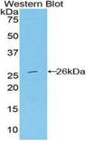 DNASE1L2 Antibody - Western blot of recombinant DNASE1L2.  This image was taken for the unconjugated form of this product. Other forms have not been tested.