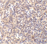 DNASE2 / DNase II Antibody - Immunohistochemistry of human spleen with Rabbit anti-DNASE-II
