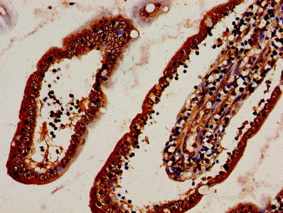 DNASE2 / DNase II Antibody - IHC image of DNASE2 Antibody diluted at 1:400 and staining in paraffin-embedded human small intestine tissue performed on a Leica BondTM system. After dewaxing and hydration, antigen retrieval was mediated by high pressure in a citrate buffer (pH 6.0). Section was blocked with 10% normal goat serum 30min at RT. Then primary antibody (1% BSA) was incubated at 4°C overnight. The primary is detected by a biotinylated secondary antibody and visualized using an HRP conjugated SP system.