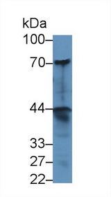DNER / BET Antibody - Western Blot; Sample: Human A549 cell lysate; Primary Ab: 1µg/ml Rabbit Anti-Human dNER Antibody Second Ab: 0.2µg/mL HRP-Linked Caprine Anti-Rabbit IgG Polyclonal Antibody