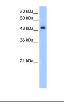 DNER / BET Antibody - HepG2 cell lysate. Antibody concentration: 2.5 ug/ml. Gel concentration: 12%.  This image was taken for the unconjugated form of this product. Other forms have not been tested.