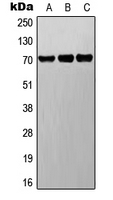 DNER / BET Antibody - Western blot analysis of BET expression in A549 (A); Raw264.7 (B); PC12 (C) whole cell lysates.