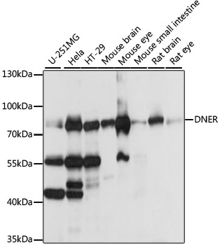 DNER / BET Antibody - Western blot analysis of extracts of various cell lines, using DNER antibody at 1:1000 dilution. The secondary antibody used was an HRP Goat Anti-Rabbit IgG (H+L) at 1:10000 dilution. Lysates were loaded 25ug per lane and 3% nonfat dry milk in TBST was used for blocking. An ECL Kit was used for detection and the exposure time was 10s.