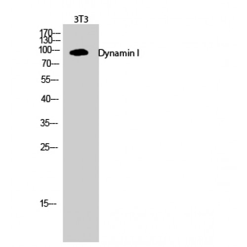 DNM1 / Dynamin Antibody - Western blot of Dynamin I antibody