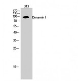DNM1 / Dynamin Antibody - Western blot of Dynamin I antibody