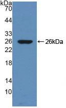 DNM1 / Dynamin Antibody - Western Blot; Sample: Recombinant DNM1, Mouse.