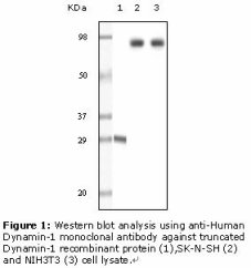 DNM1 / Dynamin Antibody