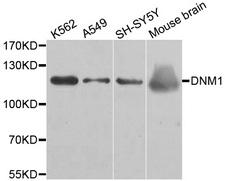 DNM1 / Dynamin Antibody - Western blot analysis of extracts of various cell lines, using DNM1 antibody.