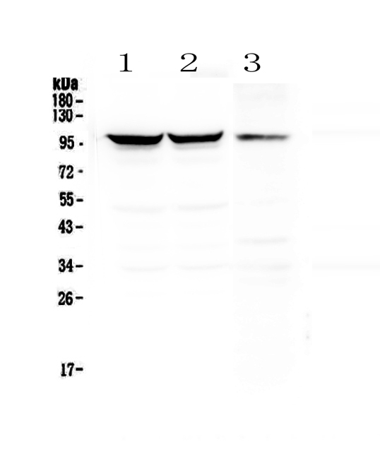 DNM1 / Dynamin Antibody - Western blot - Anti-Dynamin 1 Picoband antibody