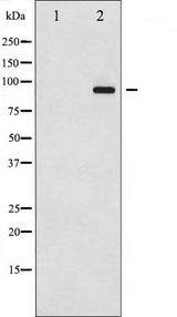 DNM1 / Dynamin Antibody - Western blot analysis of Dynamin-1 phosphorylation expression in mouse brain tissue lysates. The lane on the left is treated with the antigen-specific peptide.