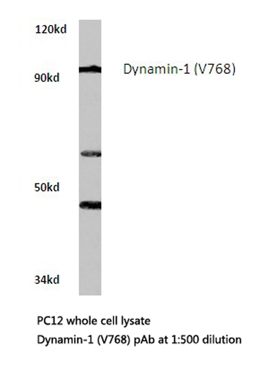 DNM1 / Dynamin Antibody - Western blot of Dynamin-1 (V768) pAb in extracts from PC12 cells.
