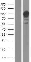 DNM1 / Dynamin Protein - Western validation with an anti-DDK antibody * L: Control HEK293 lysate R: Over-expression lysate