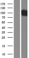 DNM1 / Dynamin Protein - Western validation with an anti-DDK antibody * L: Control HEK293 lysate R: Over-expression lysate