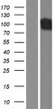 DNM1 / Dynamin Protein - Western validation with an anti-DDK antibody * L: Control HEK293 lysate R: Over-expression lysate