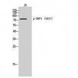 DNM1L / DRP1 Antibody - Western blot of Phospho-DRP1 (S637) antibody
