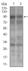 DNM1L / DRP1 Antibody - Western Blot: DRP1 Antibody (4E11B11) - Western blot analysis using DRP1 mouse mAb in (1) A549 and (2) Jurkat cell lysate.  This image was taken for the unconjugated form of this product. Other forms have not been tested.