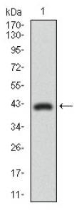 DNM1L / DRP1 Antibody - Western Blot: DRP1 Antibody (4E11B11) - Western blot analysis using DRP1 mAb in human DRP1 recombinant protein. (Expected MW is 41.8 kDa).  This image was taken for the unconjugated form of this product. Other forms have not been tested.