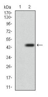 DNM1L / DRP1 Antibody - Western Blot: DRP1 Antibody (4E11B11) - Western blot analysis using DRP1 mAb in (1) HEK293 and (2) DRP1 hIgGFc transfected HEK293 cell lysate.  This image was taken for the unconjugated form of this product. Other forms have not been tested.