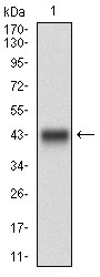 DNM1L / DRP1 Antibody - Western blot using DNM1L monoclonal antibody against human DNM1L recombinant protein. (Expected MW is 41.8 kDa)