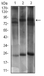 DNM1L / DRP1 Antibody - Western blot using DNM1L mouse monoclonal antibody against PC-12 (1), LNCAP (2) and NIH/3T3 (3) cell lysate.