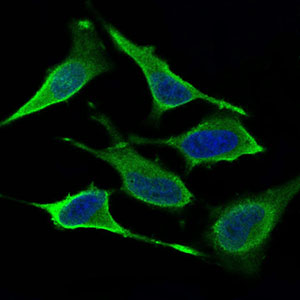 DNM1L / DRP1 Antibody - Immunofluorescence of HeLa cells using DNM1L mouse monoclonal antibody (green). Blue: DRAQ5 fluorescent DNA dye.