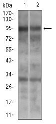 DNM1L / DRP1 Antibody - Western blot using DNM1L mouse monoclonal antibody against A549 (1) and Jurkat (2) cell lysate.