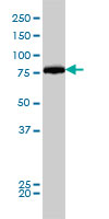 DNM1L / DRP1 Antibody - DNM1L monoclonal antibody (M01), clone 3B5 Western blot of DNM1L expression in K-562.