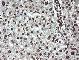 DNM1L / DRP1 Antibody - IHC of paraffin-embedded Human liver tissue using anti-DNM1L mouse monoclonal antibody.