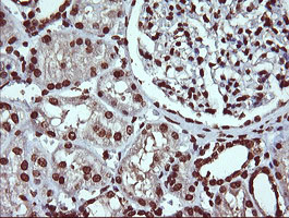 DNM1L / DRP1 Antibody - IHC of paraffin-embedded Human Kidney tissue using anti-DNM1L mouse monoclonal antibody.