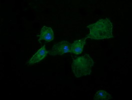 DNM1L / DRP1 Antibody - Anti-DNM1L mouse monoclonal antibody immunofluorescent staining of COS7 cells transiently transfected by pCMV6-ENTRY DNM1L.