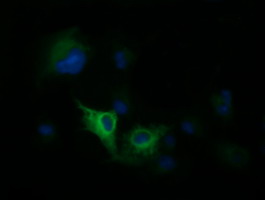 DNM1L / DRP1 Antibody - Anti-DNM1L mouse monoclonal antibody immunofluorescent staining of COS7 cells transiently transfected by pCMV6-ENTRY DNM1L.