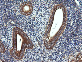 DNM1L / DRP1 Antibody - IHC of paraffin-embedded Human endometrium tissue using anti-DNM1L mouse monoclonal antibody.