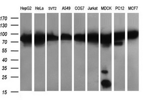 DNM1L / DRP1 Antibody - Western blot of extracts (35 ug) from 9 different cell lines by using anti-DNM1L monoclonal antibody (HepG2: human; HeLa: human; SVT2: mouse; A549: human; COS7: monkey; Jurkat: human; MDCK: canine; PC12: rat; MCF7: human).