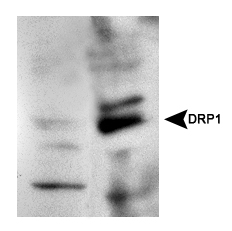 DNM1L / DRP1 Antibody - Lane 1: DRP1 knockout Lane 2: DRP1 wild type MEFs Stained at 1:500x dilution.  This image was taken for the unconjugated form of this product. Other forms have not been tested.