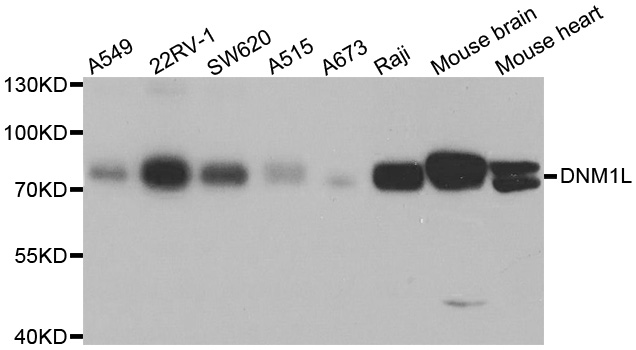 DNM1L / DRP1 Antibody - Western blot analysis of extracts of various cell lines.