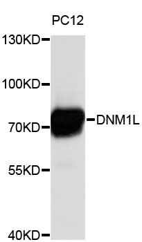 DNM1L / DRP1 Antibody - Western blot analysis of extracts of PC-12 cells, using DNM1L antibody. The secondary antibody used was an HRP Goat Anti-Rabbit IgG (H+L) at 1:10000 dilution. Lysates were loaded 25ug per lane and 3% nonfat dry milk in TBST was used for blocking.