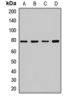 DNM1L / DRP1 Antibody