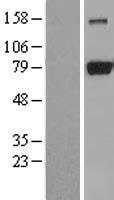 DNM1L / DRP1 Protein - Western validation with an anti-DDK antibody * L: Control HEK293 lysate R: Over-expression lysate