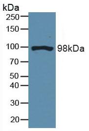 DNM2 / Dynamin-2 Antibody - Western Blot; Sample: Mouse Brain Tissue.