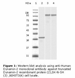 DNM2 / Dynamin-2 Antibody