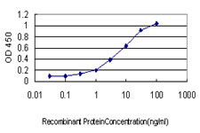 DNM2 / Dynamin-2 Antibody - Detection limit for recombinant GST tagged DNM2 is approximately 0.3 ng/ml as a capture antibody.