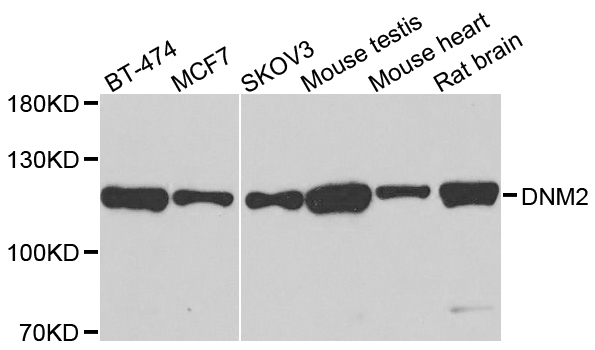 DNM2 / Dynamin-2 Antibody - Western blot analysis of extracts of various cells.