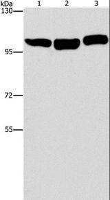 DNM2 / Dynamin-2 Antibody - Western blot analysis of HeLa, NIH/3T3 and Raji cell, using DNM2 Polyclonal Antibody at dilution of 1:400.